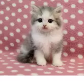 ミヌエット(長足)