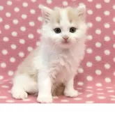 マンチカン(長足)