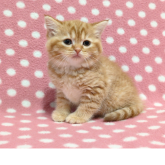 スコティッシュフォールド(立ち耳)