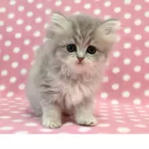 ペルシャ(チンチラ)