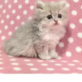 ペルシャ(チンチラ)