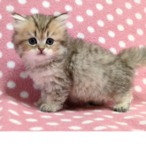 ペルシャ(チンチラ)