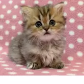 ミヌエット(短足)