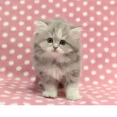 ミヌエット(長足)【愛知県・女の子・2025年10月23日・ブルーパッチドタビー】の写真1