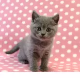 ブリティッシュショートヘア