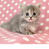 ミヌエット(短足)