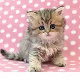 ペルシャ(チンチラ)