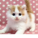 ミヌエット(長足)