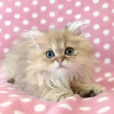 ペルシャ(チンチラ)
