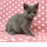 ブリティッシュショートヘア