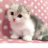 マンチカン(短足)