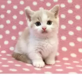 マンチカン(短足)【愛知県・男の子・2025年10月23日・クリームホワイト】の写真1