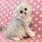 ペルシャ(チンチラ)
