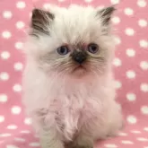 ヒマラヤン【愛知県・女の子・2024年12月19日・シールポイント】の写真1