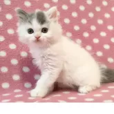 ブリティッシュショートヘア