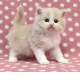 ミヌエット(長足)【愛知県・男の子・2025年12月21日・クリームホワイト】の写真1