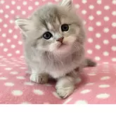 ミヌエット(長足)【愛知県・男の子・2025年7月6日・ブルータビーホワイト】の写真2