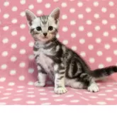 アメリカンショートヘア【愛知県・男の子・2025年5月18日・シルバータビー】の写真2