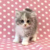 ミヌエット(長足)【愛知県・女の子・2025年6月12日・ブルーパッチドタビーホワイト】の写真2