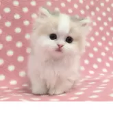 ミヌエット(短足)【愛知県・女の子・2025年10月23日・ダイリュートキャリコ】の写真2