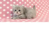 ミヌエット(長足)【愛知県・男の子・2025年5月25日・ブルータビー】の写真2