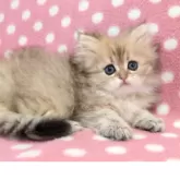 ペルシャ(チンチラ)【愛知県・女の子・2025年9月2日・チンチラゴールデン】の写真2