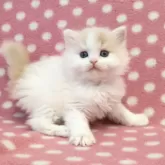 ミヌエット(長足)【愛知県・男の子・2025年2月19日・クリームタビーホワイト】の写真3