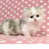 ミヌエット(短足)【愛知県・女の子・2025年10月23日・ダイリュートキャリコ】の写真3