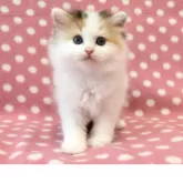 ミヌエット(長足)【愛知県・女の子・2025年7月25日・キャリコ】の写真3