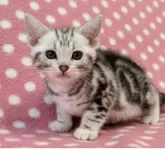 アメリカンショートヘア【愛知県・男の子・2025年5月18日・シルバータビー】の写真3