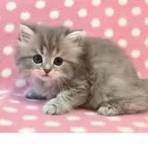 ミヌエット(長足)【愛知県・女の子・2025年5月19日・ブルーパッチドタビー】の写真3