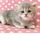 ミヌエット(長足)【愛知県・男の子・2025年7月6日・ブルータビーホワイト】の写真3