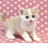 マンチカン(長足)【愛知県・男の子・2025年10月23日・クリームホワイト】の写真4