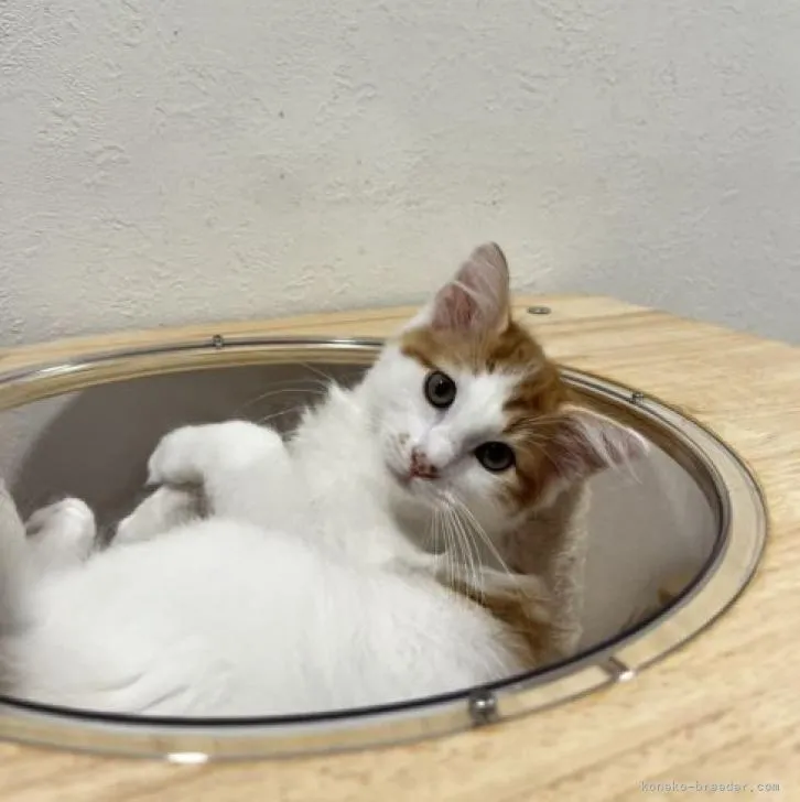 ID:2204-02459の子猫