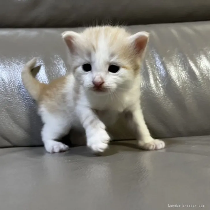 ID：2303-02943の子猫