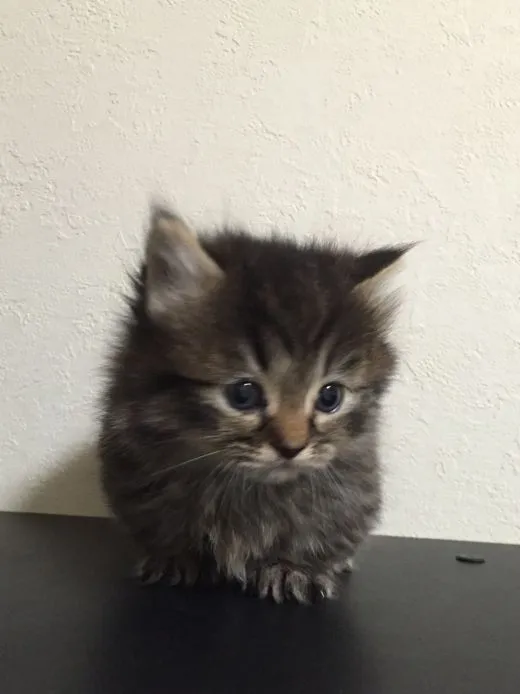 ID：1504-00409の子猫