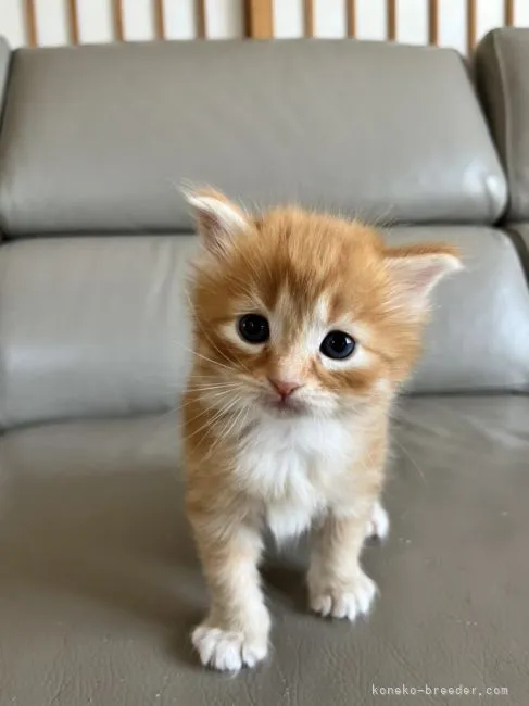 ID：2204-02461の子猫