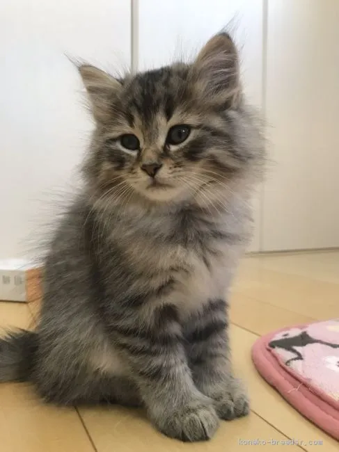 ID：1910-00757の子猫