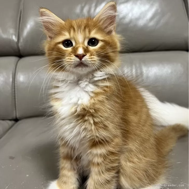 ID：2407-03327の子猫