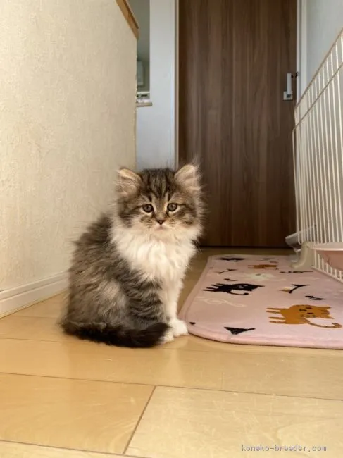 ID：2012-00482の子猫