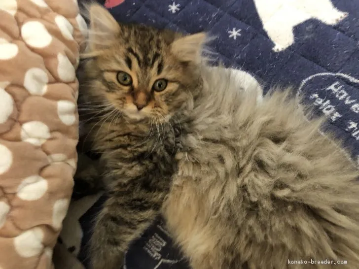 ID：2012-00485の子猫