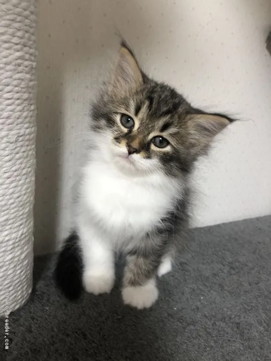 ID：1910-00759の子猫