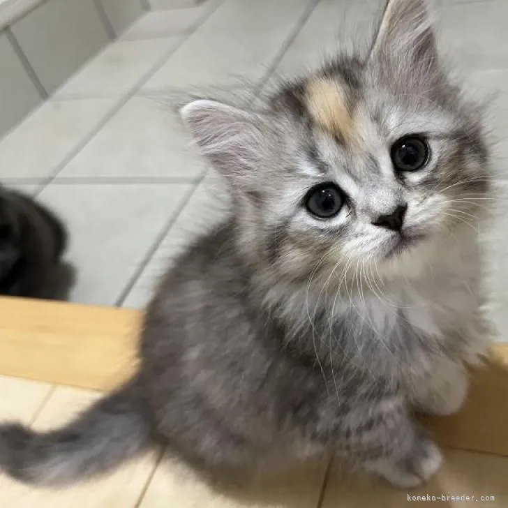 ID：2211-01066の子猫