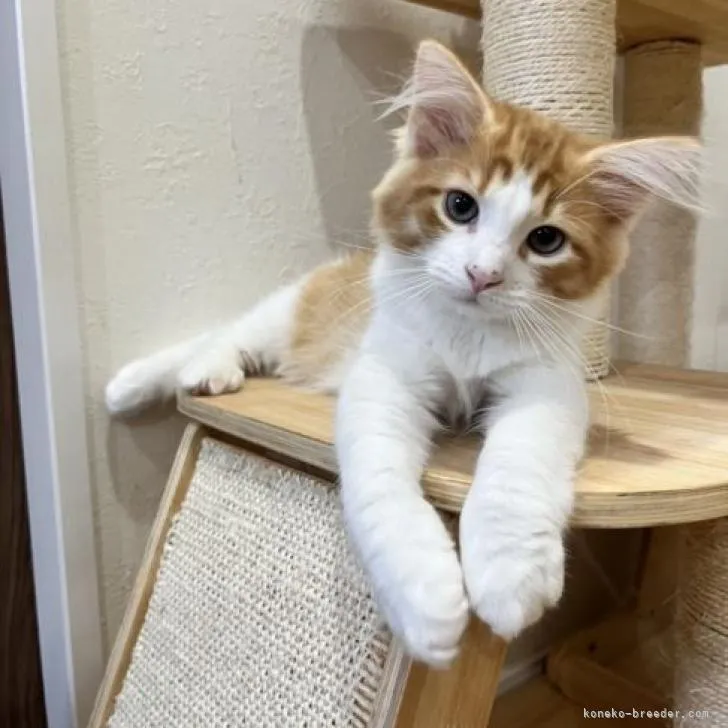 ID:2204-02457の子猫