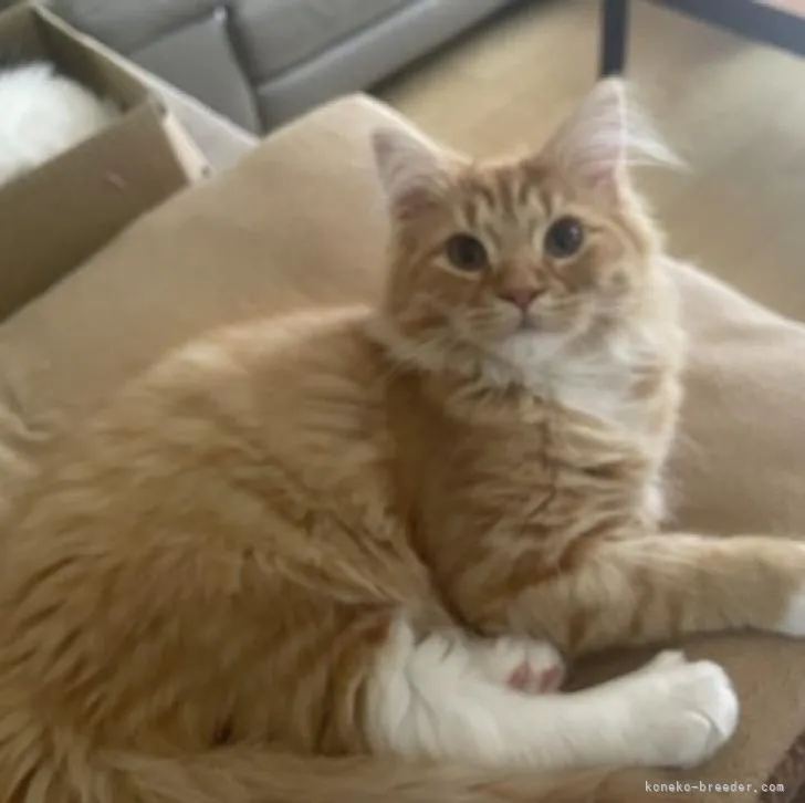 ID:2212-02288の子猫