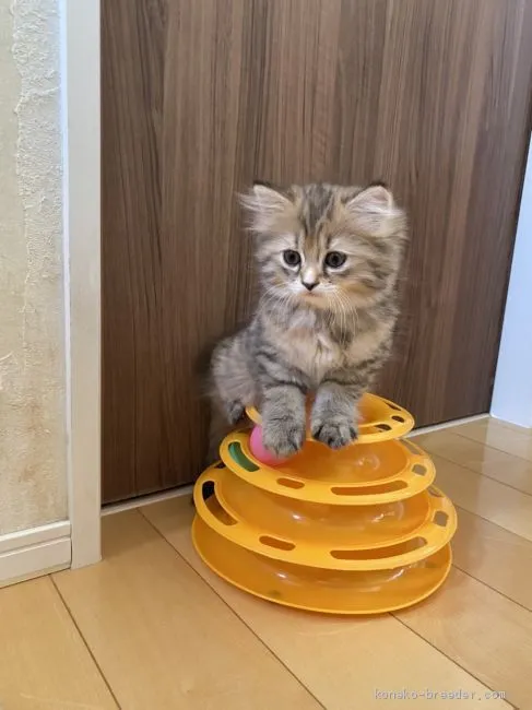 ID：2007-00318の子猫