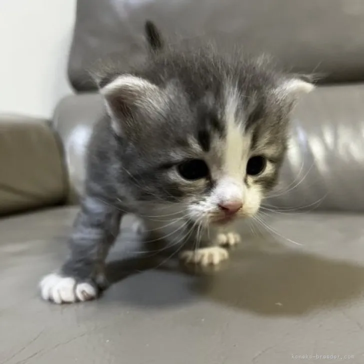 ID：2303-02942の子猫