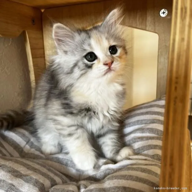 ID：2211-01068の子猫