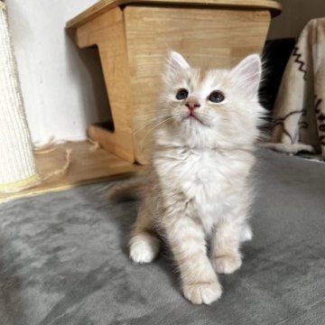 サイベリアン【兵庫県・男の子・2023年10月5日・クリーム&ホワイト】の写真「よく寝る元気な男の子」