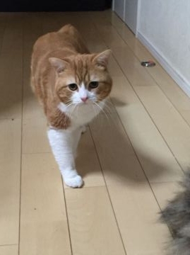 スコティッシュフォールド【兵庫県・男の子・2014年8月13日・レッドタビー&ホワイト（短毛）】の写真「人懐っこく、賢い方だと思います」